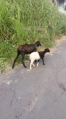 Vendo duas ovelhas