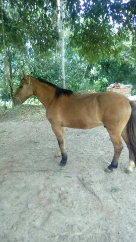 Cavalo crioulo gatiado