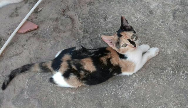 Gatinha Tricolor para doação!