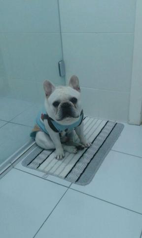 Lindo bullgog para cruza