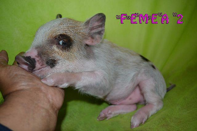 Mini porco o Mini pig é muito lindo e inteligente