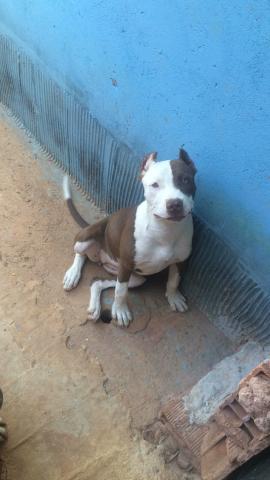 Pitbull fêmea 4 meses com todas as vacinas