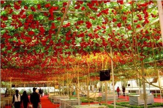 Sementes de Árvore de Tomate Italiano Promoção