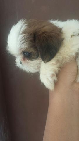 Shih tzu fêmea