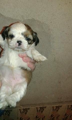 Shitzu mini
