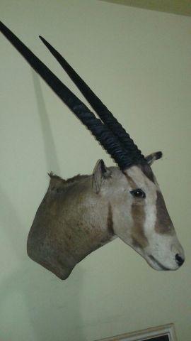 Taxidermia Antílope Órix empalhado