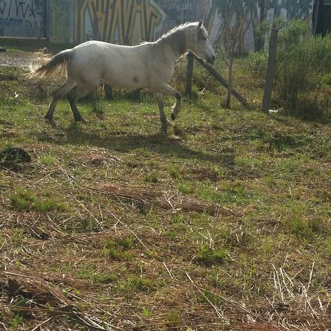 Torro égua manga larga torrrando