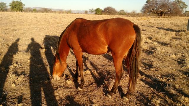Vendo égua, polda, cavalo