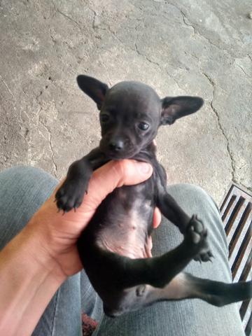 Vendo uma pinscher
