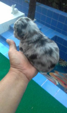 shitzu maltes na cor blue merlin