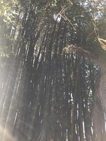 Bambu gigante