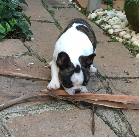 Bulldog Frances fêmea