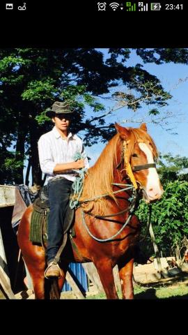 Cavalo Manga Larga Paulista