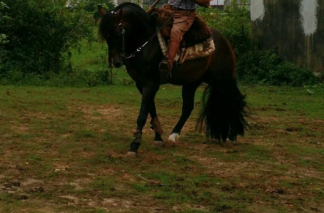 Cavalo crioulo bagual filho do bt butiá!!!