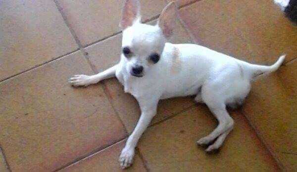 Chihuahua anão macho padreador puro