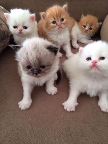 Gatos persas