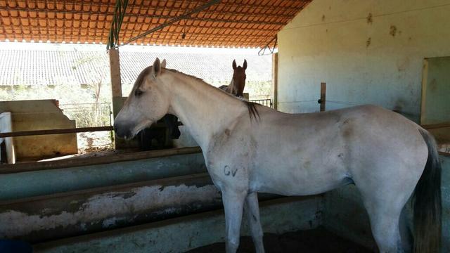 Manga larga machador batida