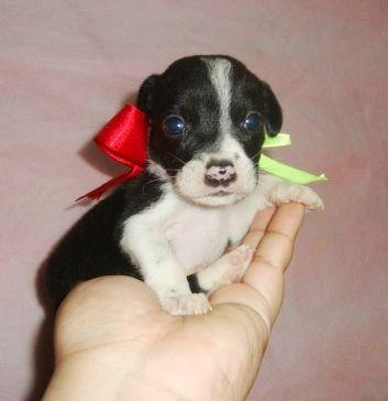 Pinscher x fox paulistinha -Preço ótimo, p i n f o x, só