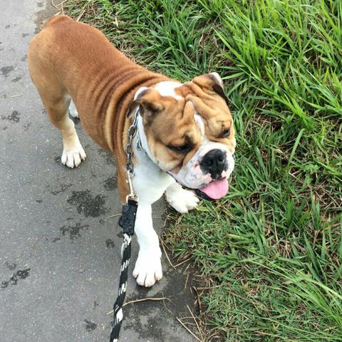 Preciso vender com urgência,, estou sem tempo de cuidar