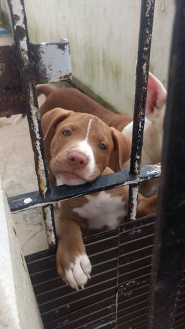 Vende-se Pitbull fêmea