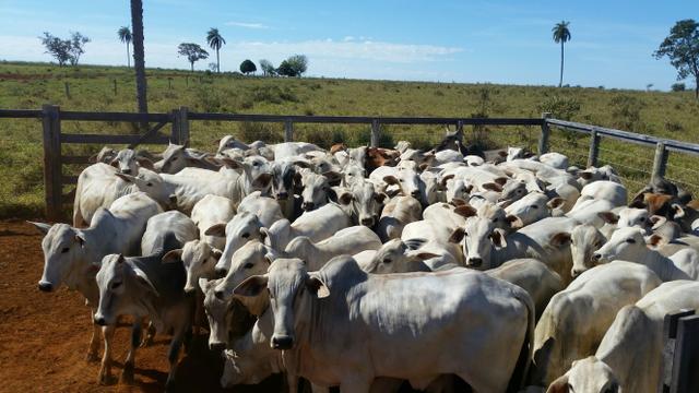 Vendo 70 novilhas nelores prenhas extras.