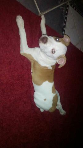 Vendo pitbull