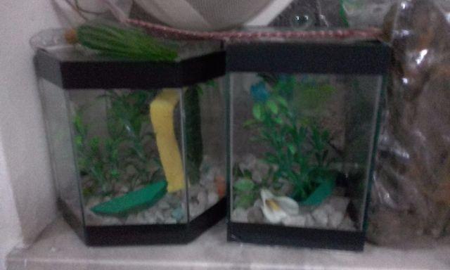 2 aquários peixe Beta