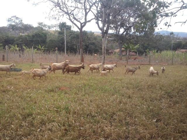 Cabritos (a) APARTIR de 250 R$ leia a descrição