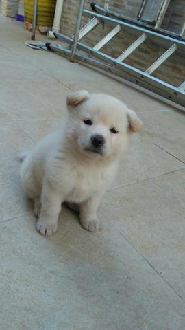 Cachorra raça AKITA