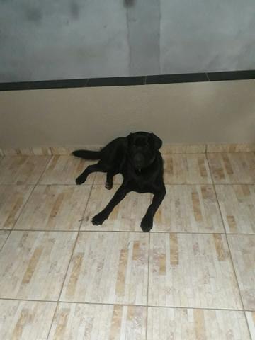 Cachorro labrador