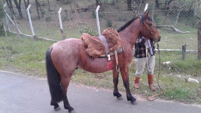 Cavalo Crioulo Rosilho Colorado Com Documento