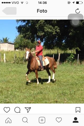 Cavalo manso !