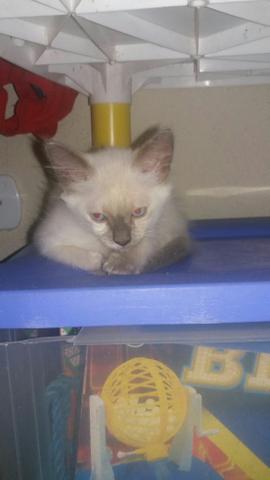 Doação de duas gatinhas fêmeas