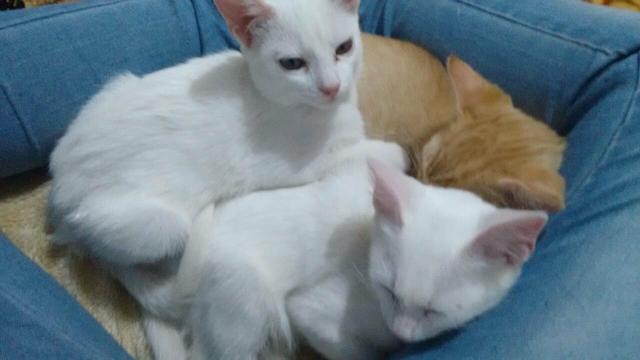 Doação gatinhos brancos