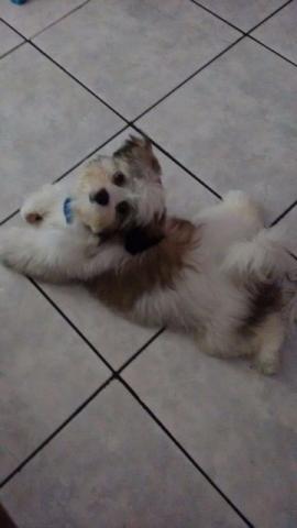 Lhasa Apso Branco Macho