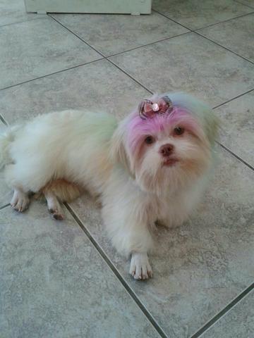 Macho de shytzu com todas vacinas vermifugado com 7 meses