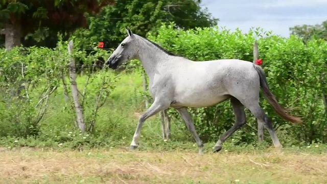 Matriz Top Mangalarga Marchador