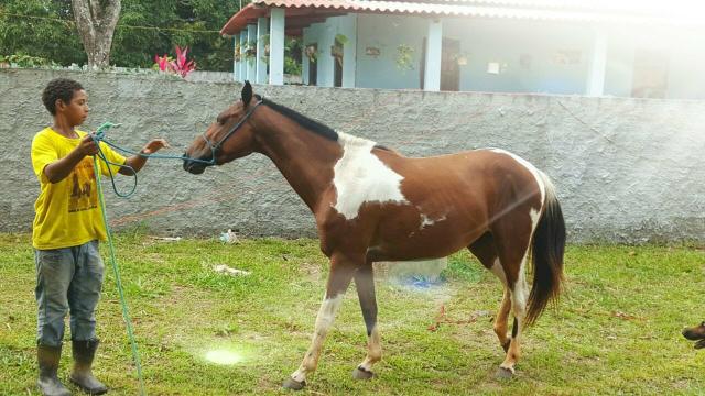 Oportunidade Única Pampa de Castanho
