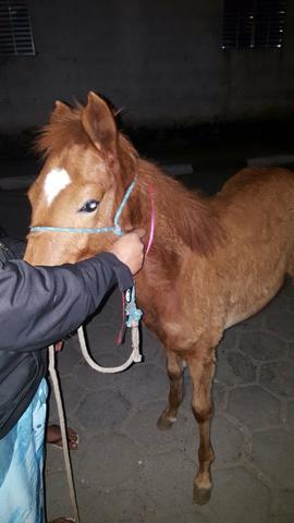 Potrinha mestiça com argentina. 6 meses de idade