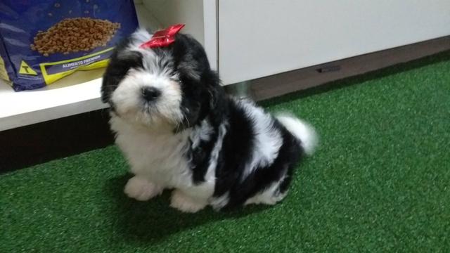 Shih tzu lindas femeas e macho