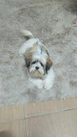 Shitzu com 5 meses, macho branco com marrom lindo