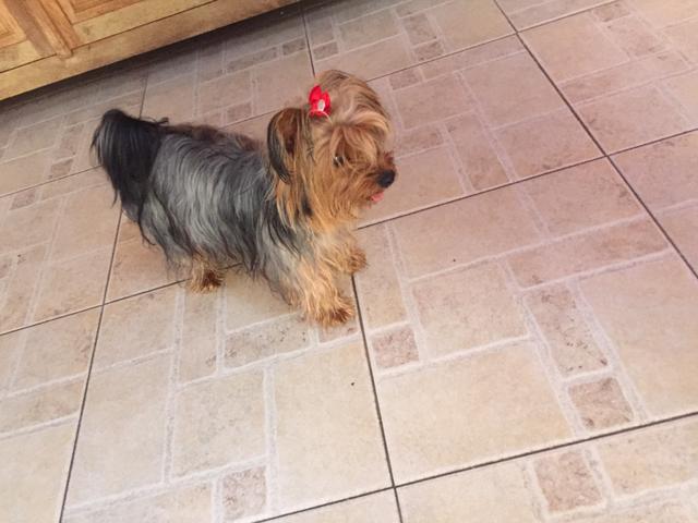 Vendo Yorkshire Fêmea adulta