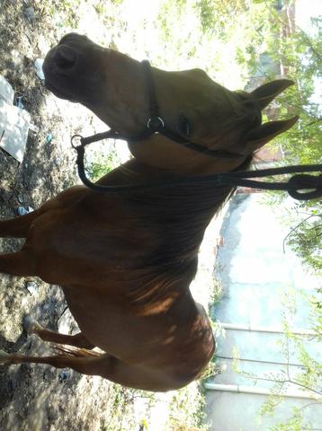 Vendo cavalo marchador