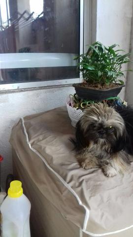 Vendo shihtzu fêmea, todas as vacinas e vermifugada