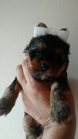 Yorkshire terrier