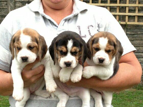 3 Beagles