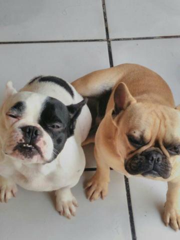 Bebês Buldogue Francês Fêmeas