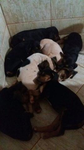 Cachorros Americanos