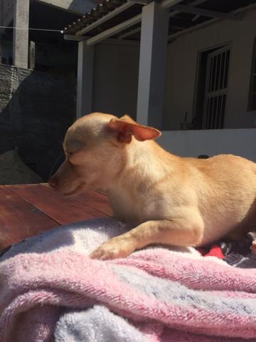 Chihuahua macho 400 reais