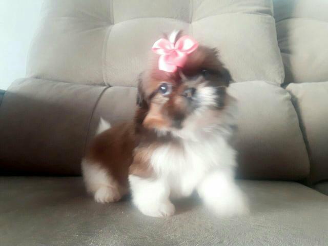 Fofissima!! Shih Tzu femea !!